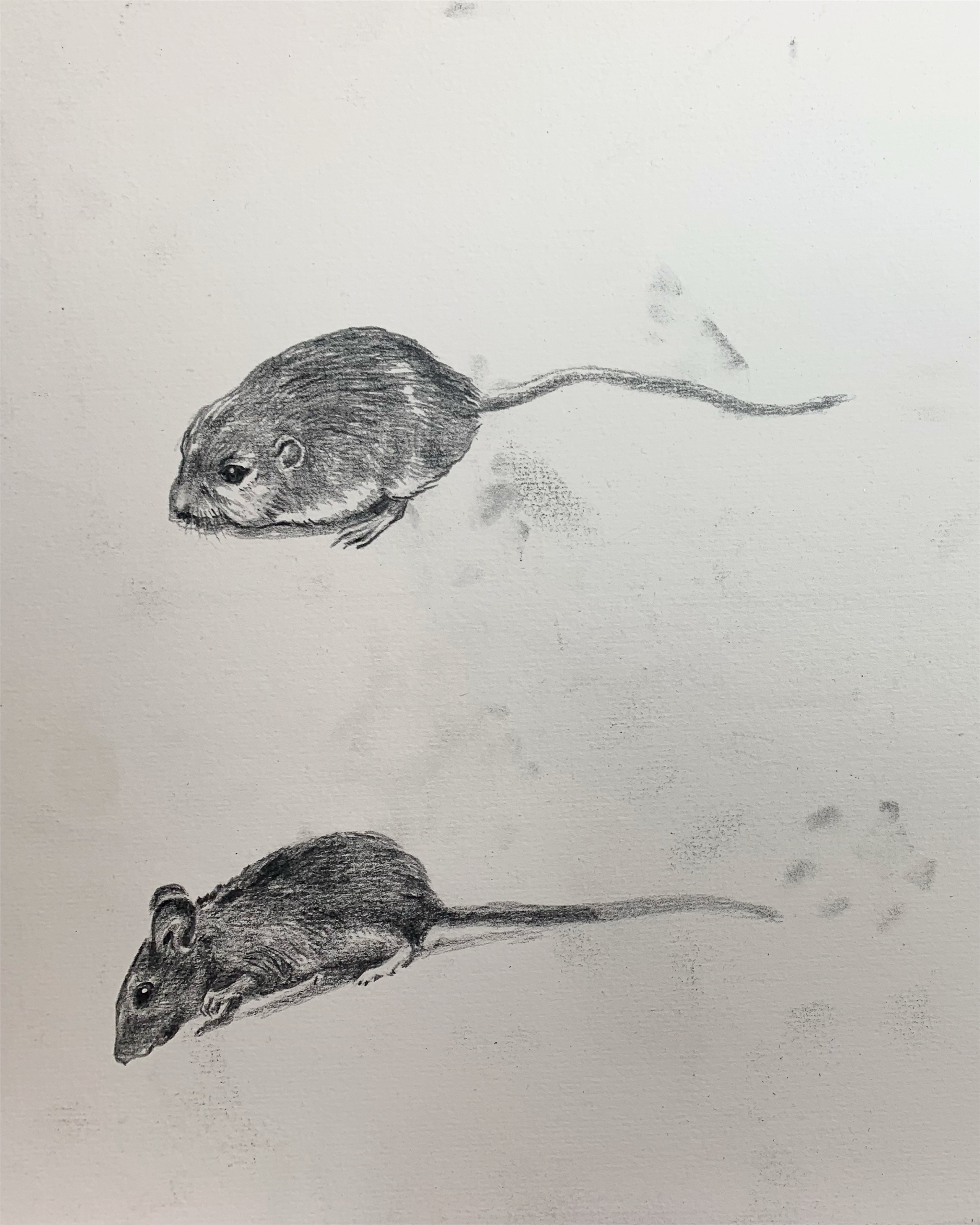 Grafite Mouse (Drawings)